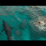 TheShallows_trailer2