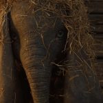 Dumbo_teaser_trailer