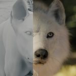 CallOfTheWild_MPC_VFX
