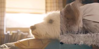 Superman: Framestore’s VFX Breakdown — From the Fortress of Solitude to Krypto and Superhuman FX